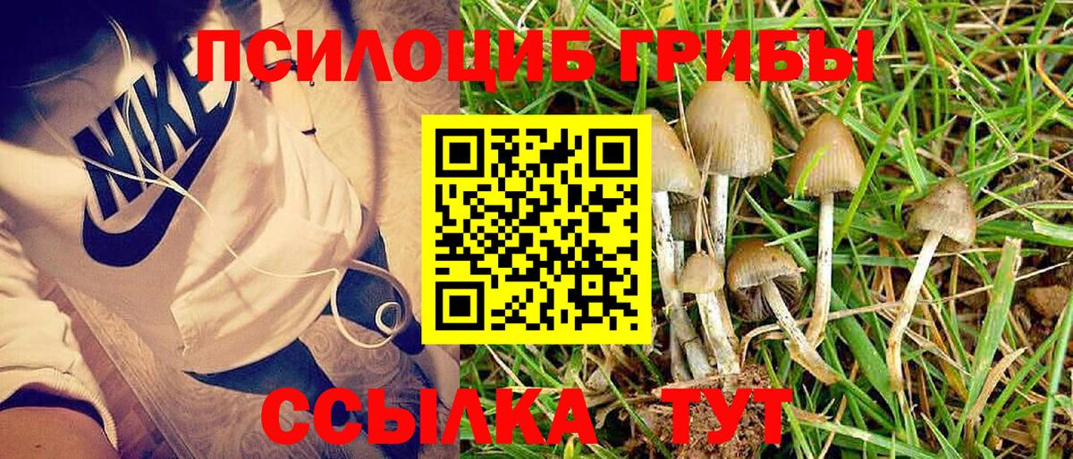 Галлюциногенные грибы Cubensis  Вход с VPN  Советская Гавань 